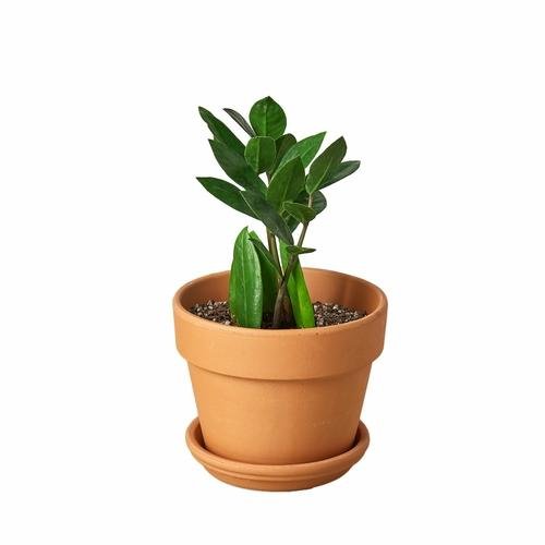 ZZ Plant | Zamioculcas Zamiifolia